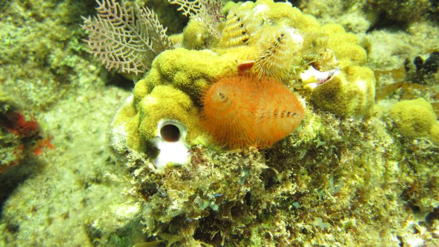 Christmas tree worm