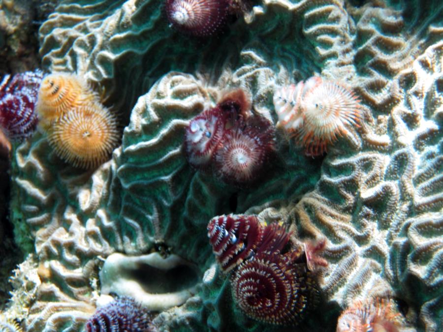 Multicolored Christmas Tree Worms