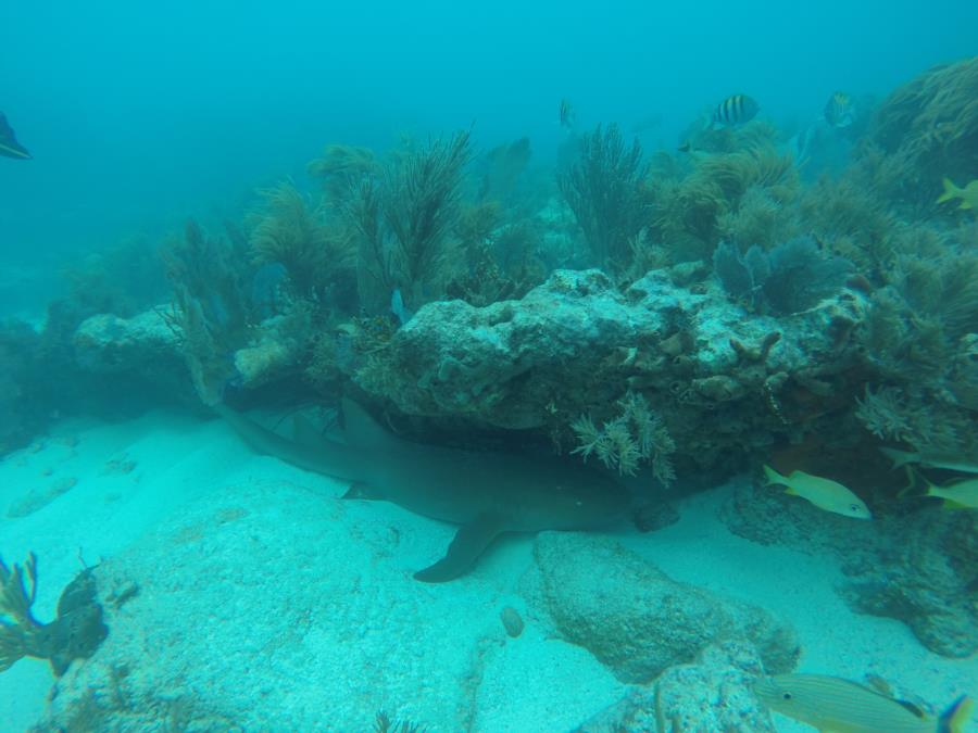 Nurse shark