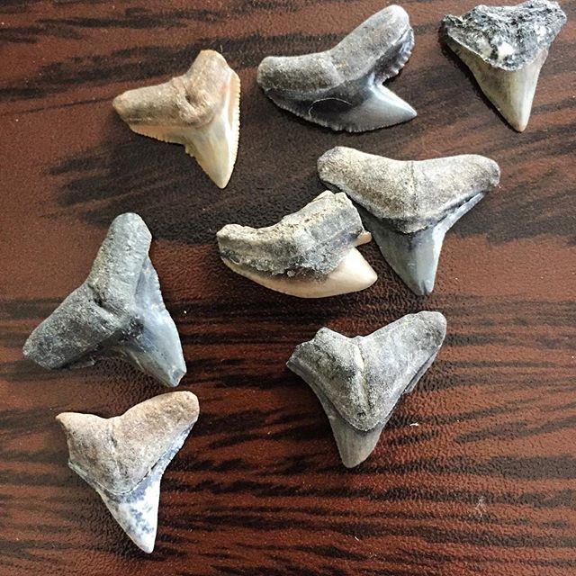 Some Tiger Shark Tooth