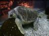 Green Sea Turtle at DiveQuest