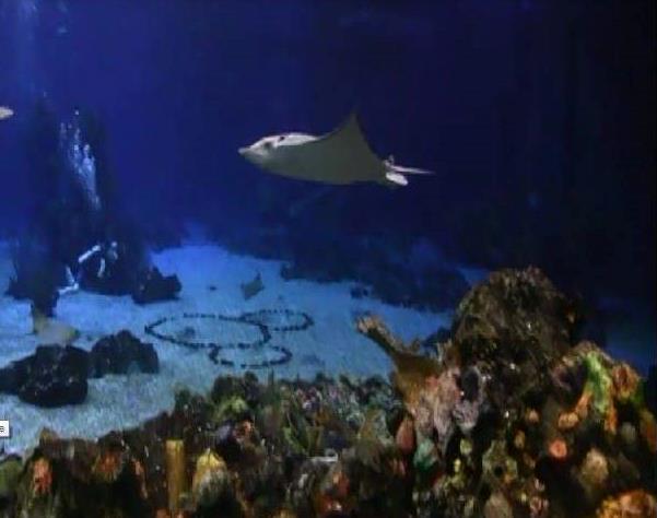 Stingray at DiveQuest