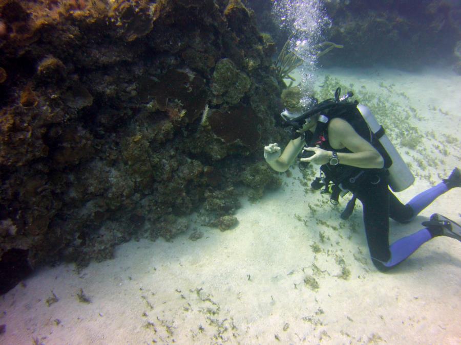 2017 Montego Bay, Jamaica- our dive guide signaling the presence of eels
