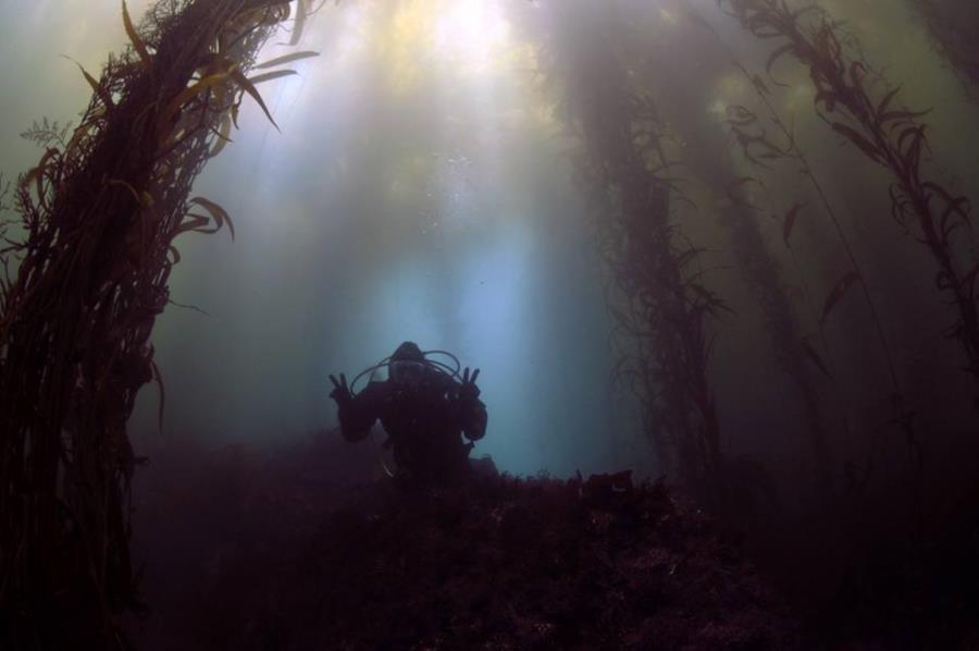 Kelp Forest