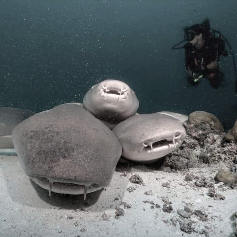 Nurse Sharks in Maldives