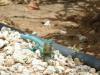 Aruba Whiptail 2