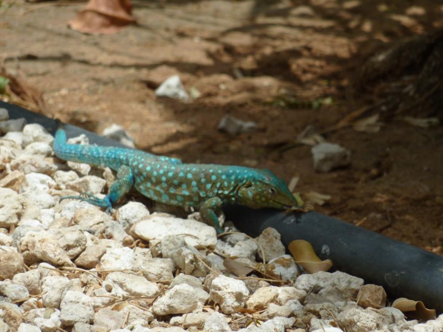 Aruba Whiptail 1