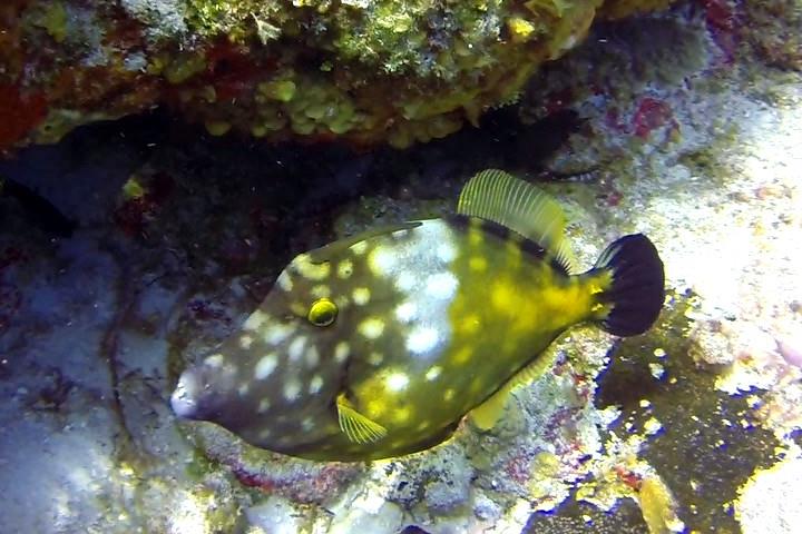 White spotted Filefish