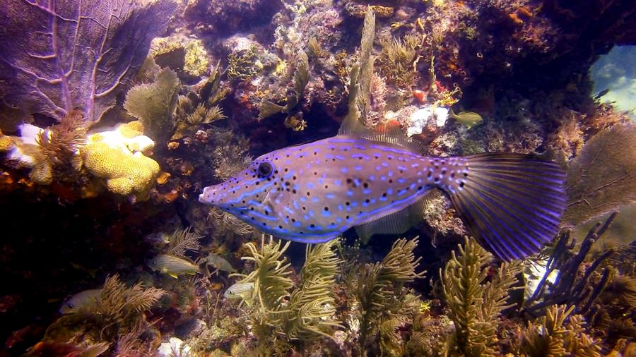 Scrawled Filefish