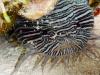 Cozumel Splendid Toadfish