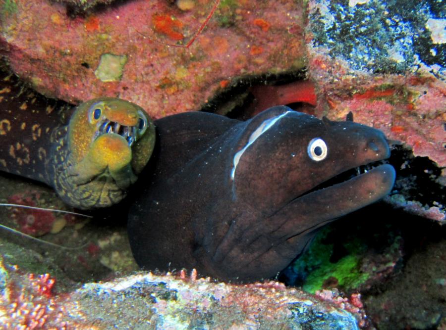 Moray Eels