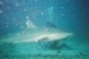 St Marteen shark dive