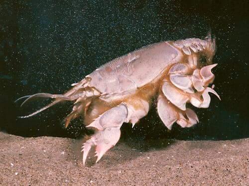 Sand Flea