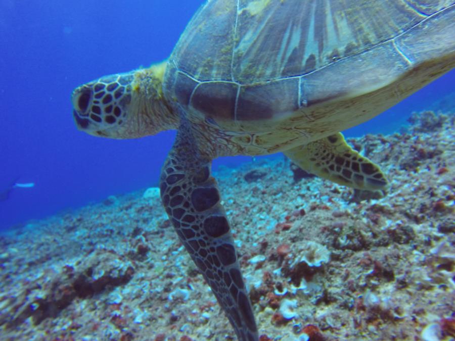 guam turtle