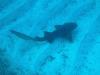 Nurse Shark, Beliz