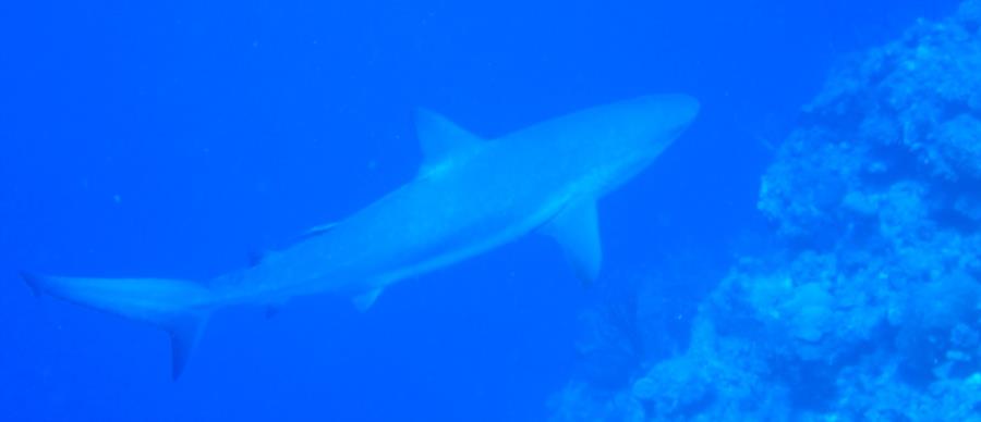 reef shark