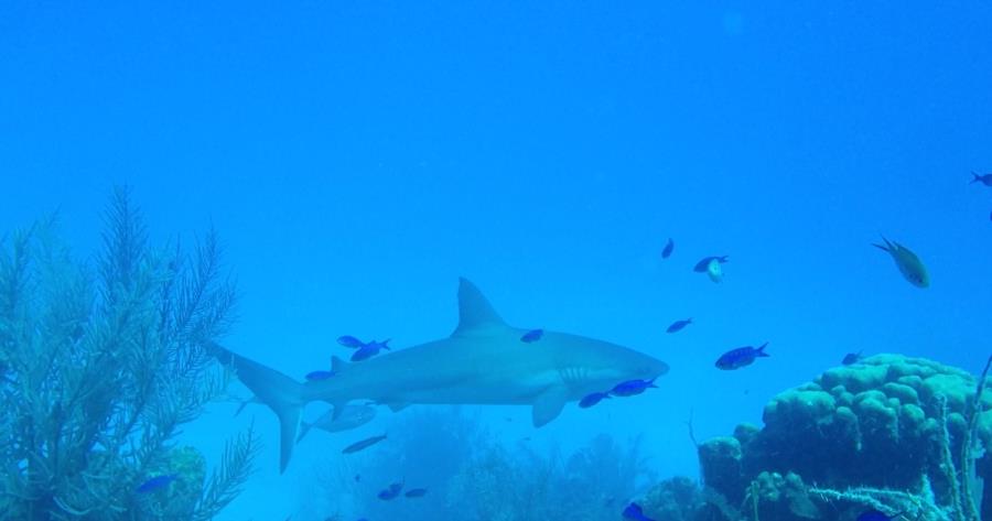 Reef Shark, Beliz