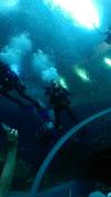 Diving with Whale Sharks