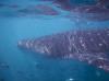 Swimming with a whale shark Cancun Mexico 2015