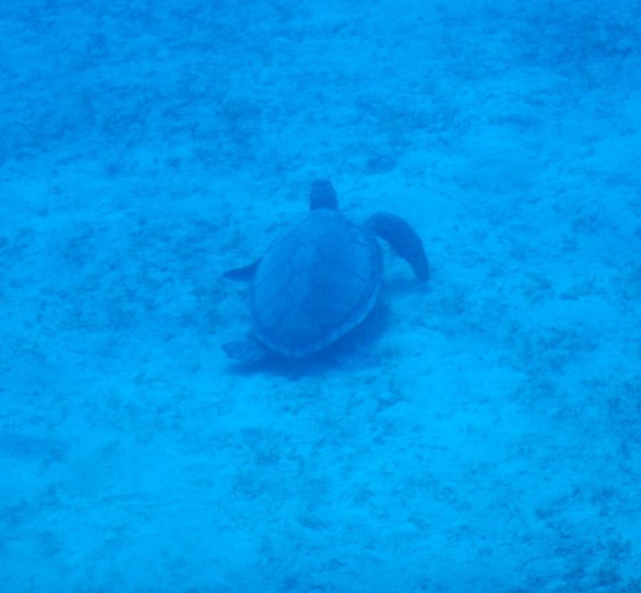 Turtle