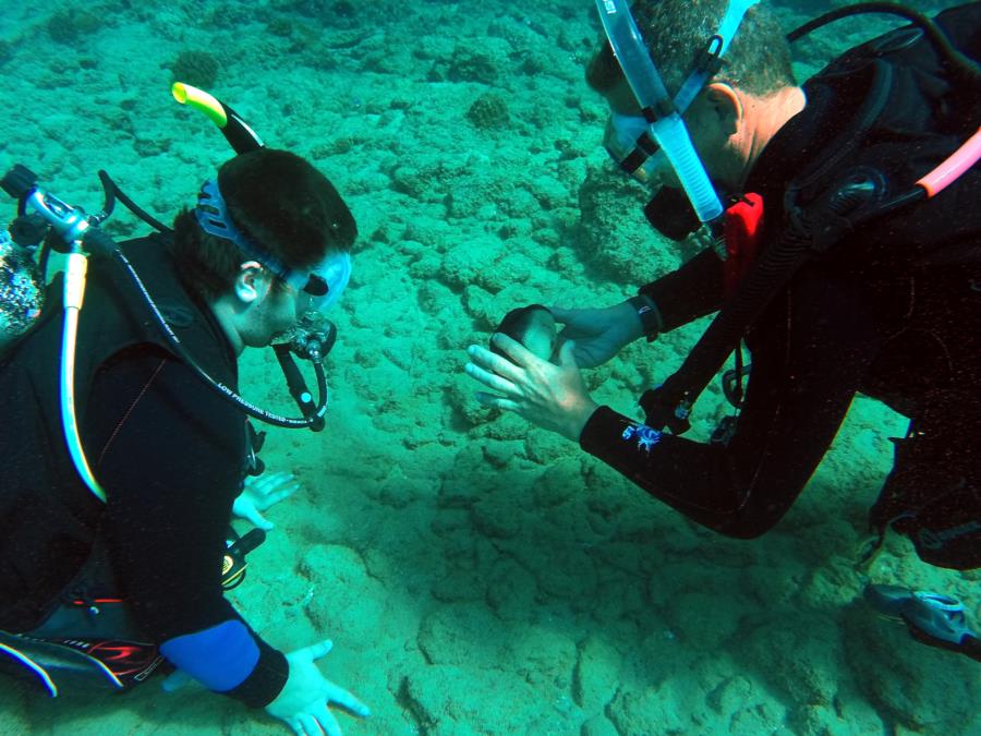 maui dive at mala pier and black rock