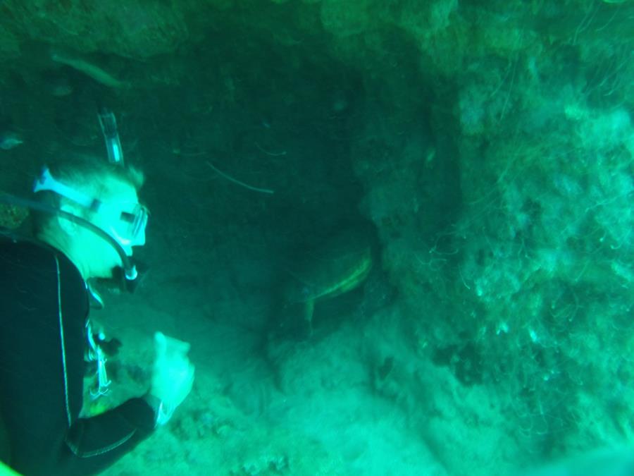 maui hawaii a sea turtle in a cave