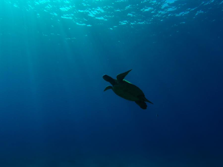 sea turtle