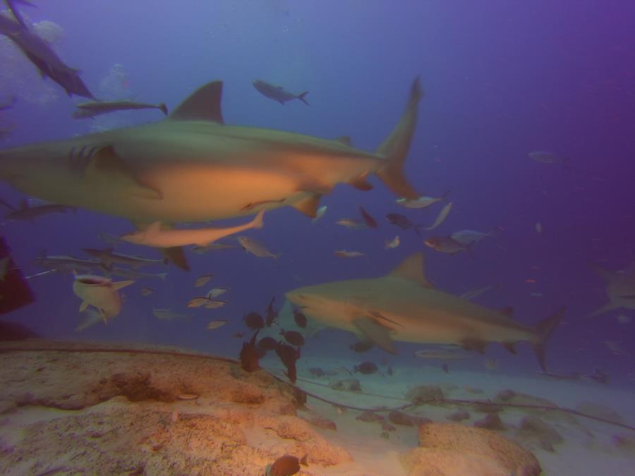 Bull Sharks