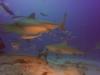 Bull Sharks