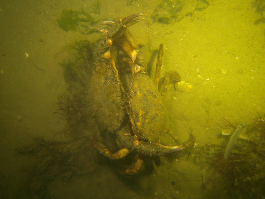 Crabs facing off