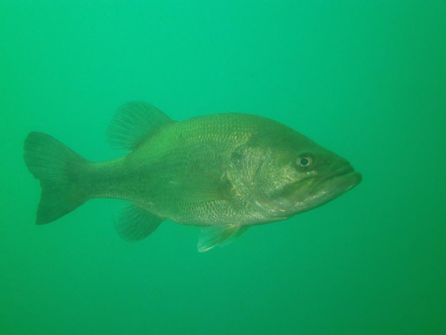 Large-mouth Bass