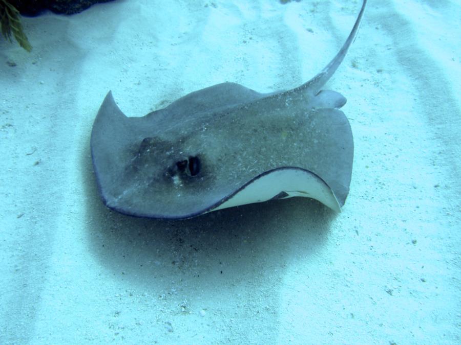 Sting Ray