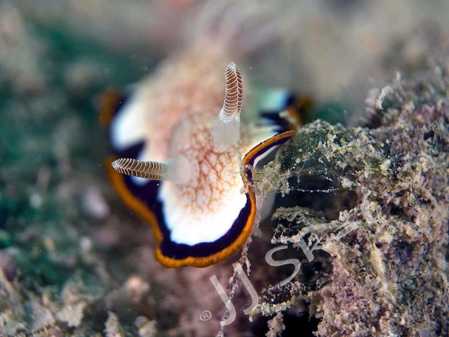 Nudibranch