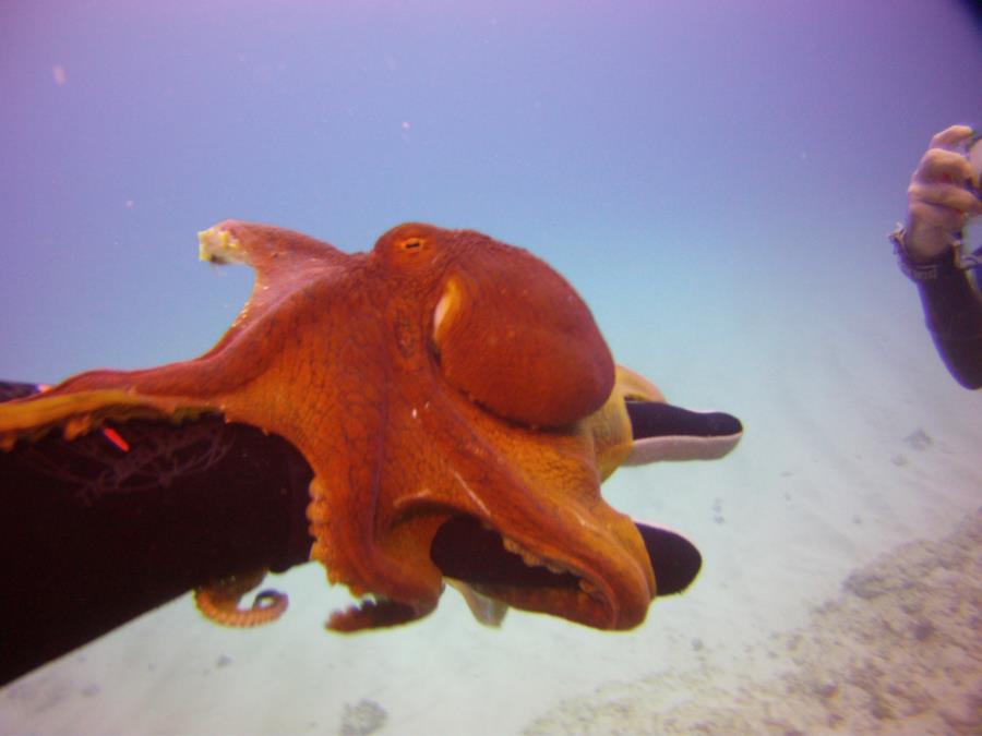 Octopus_Hawaii