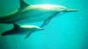 Spinner Dolphins