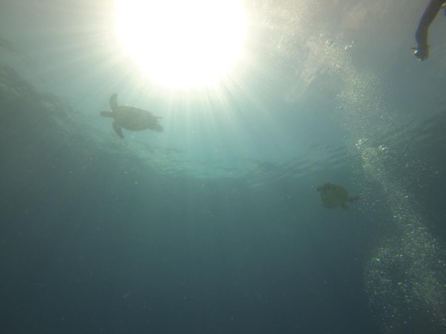 Turtles in Marine Sanctuary, Balicagsag, Philippines