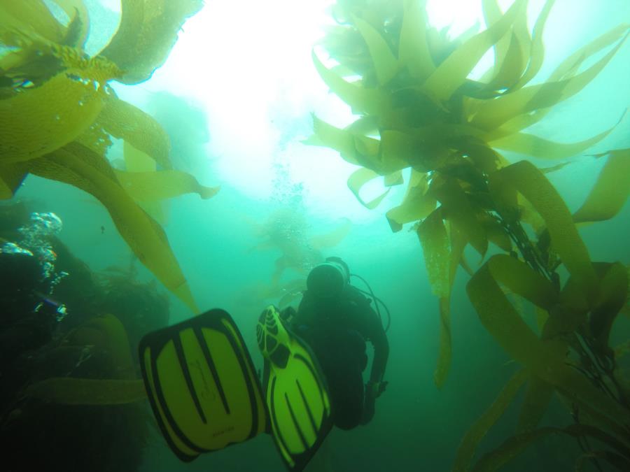 Channel Islands Kelp Forest