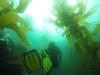 Channel Islands Kelp Forest
