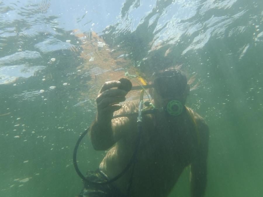 Steve scalloping open day