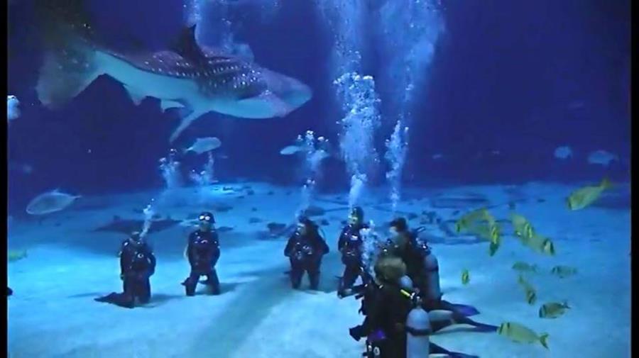 Diving with Whale Sharks