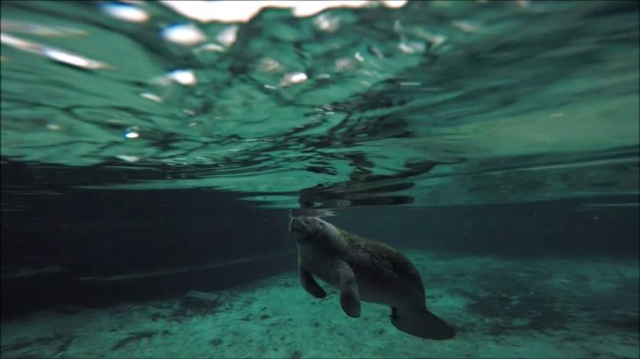 Hanging out with the manatees in Crystal River earlier this year.