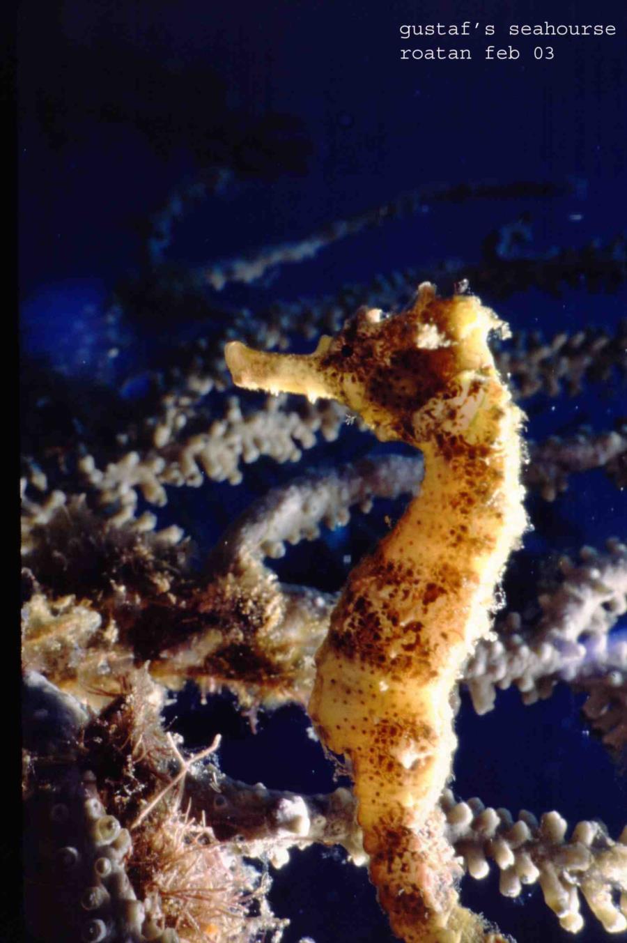 Roatan seahorse