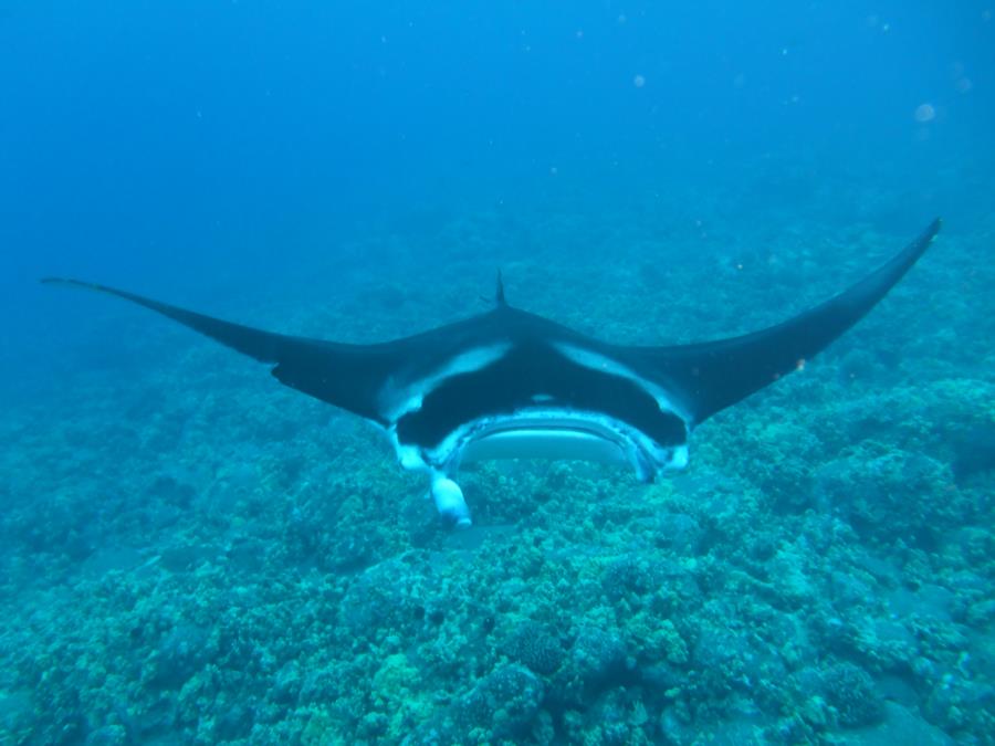 Manta off Kona Coast