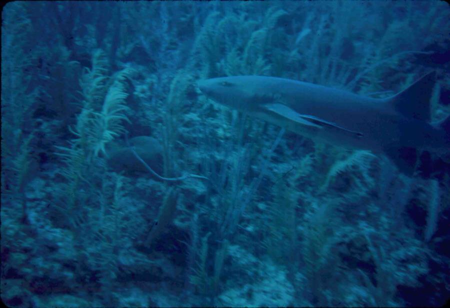 Nurse shark w/ Ramora