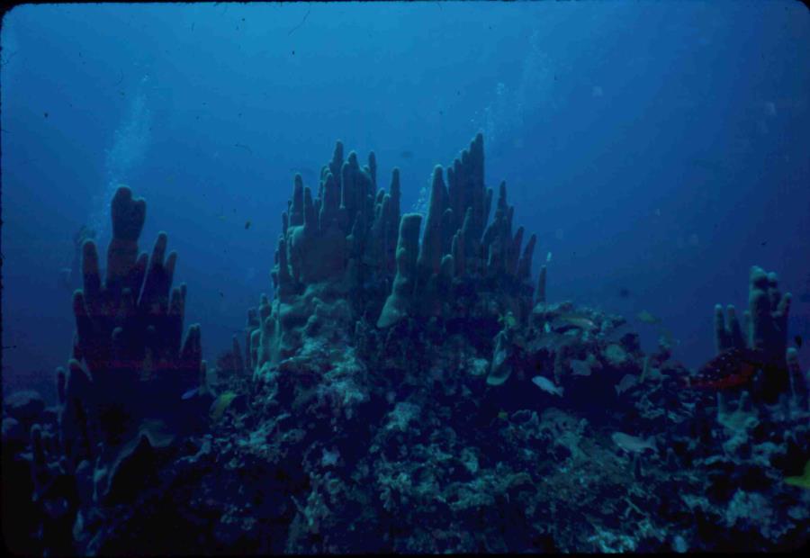 coral mound