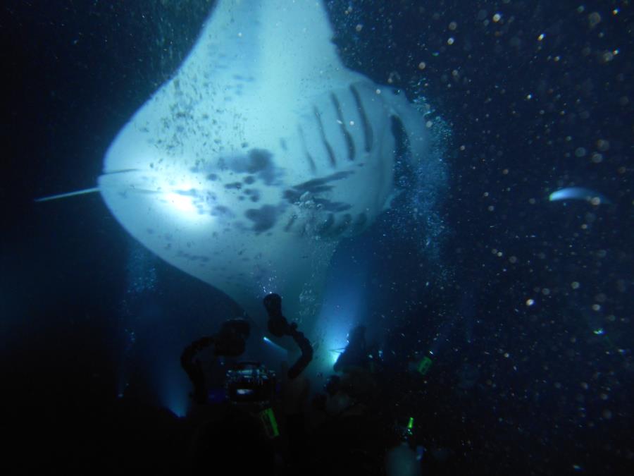 Manta off Kona Coast