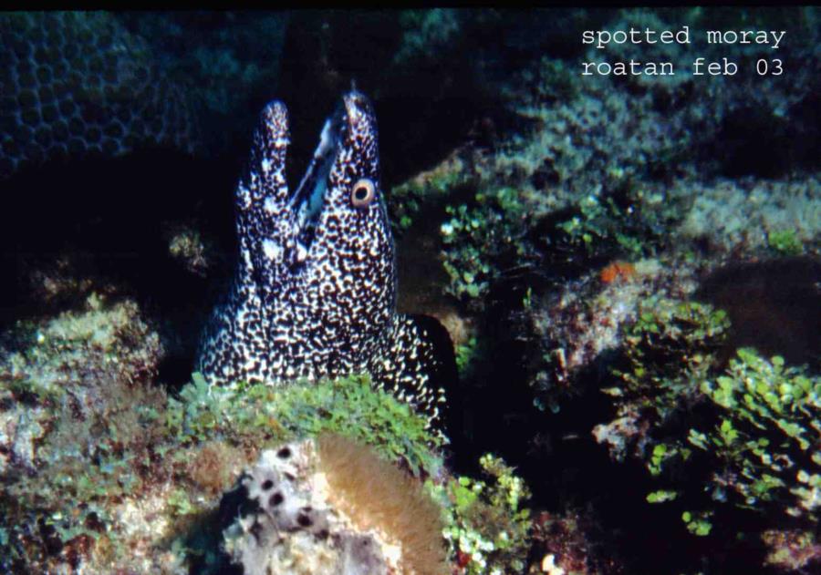 spotted Moray
