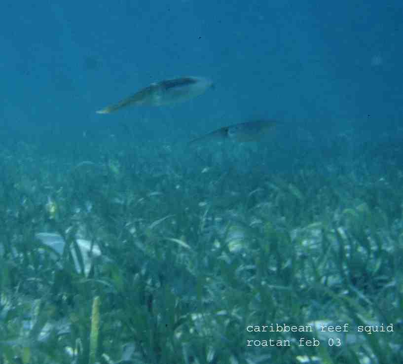 reef squid