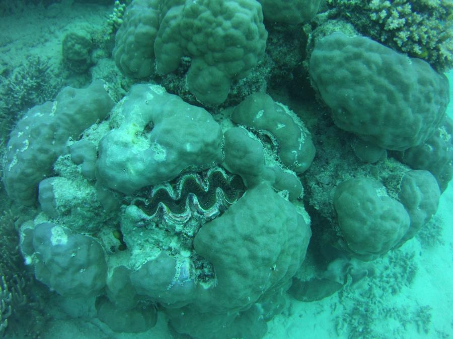 brain coral giant clam