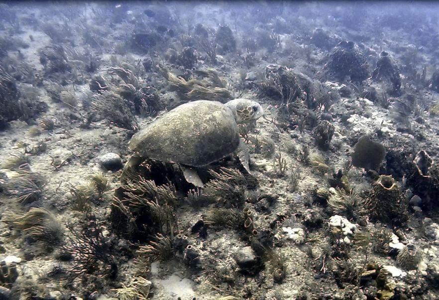 Sea turtle West Palm